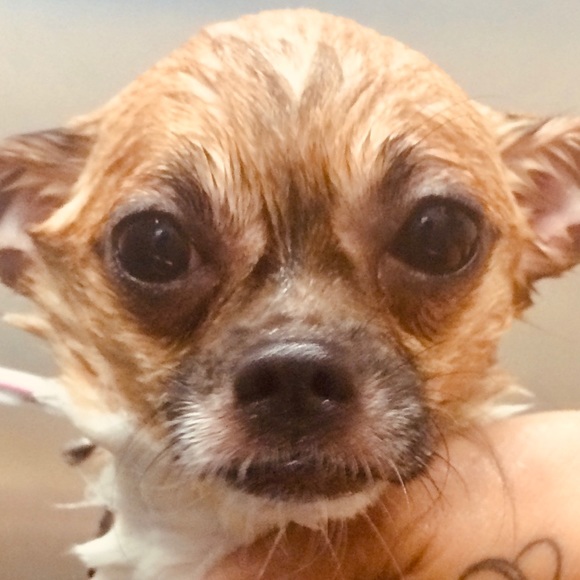 Meet your Posher, Vintage! - Picture 4 of 8